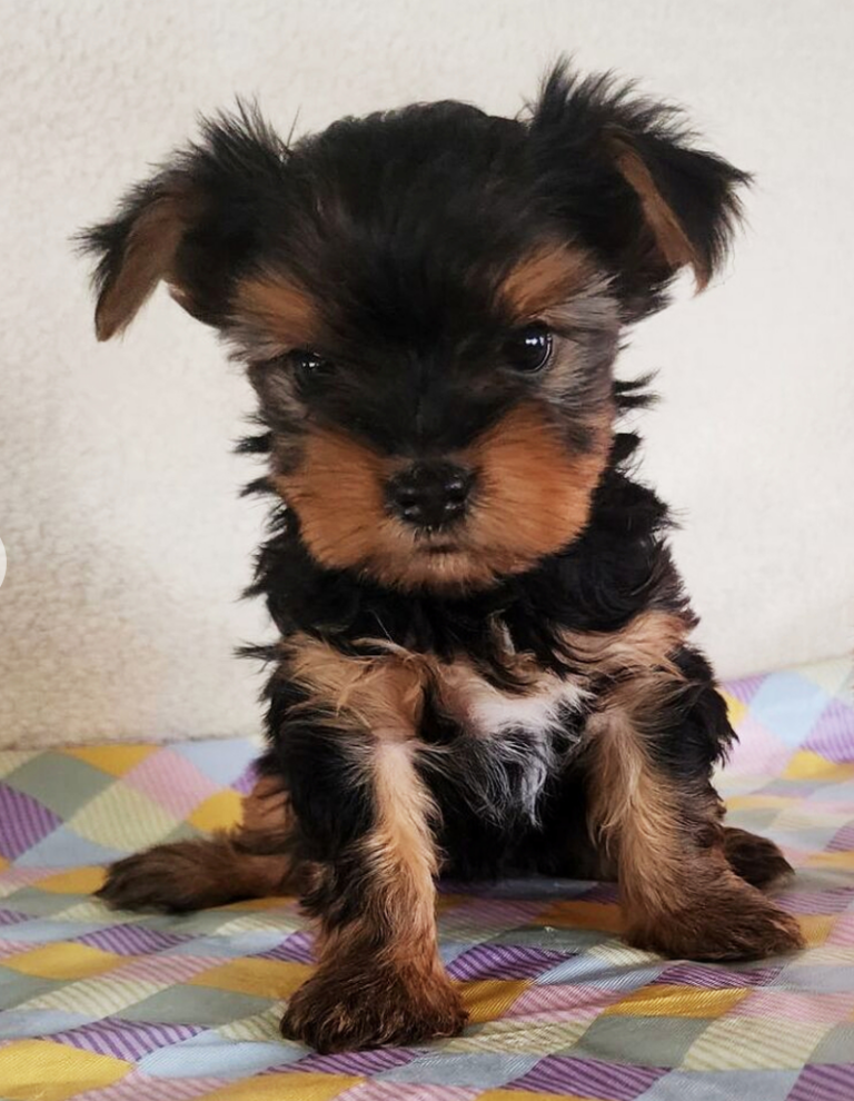Yorkshire Terriers